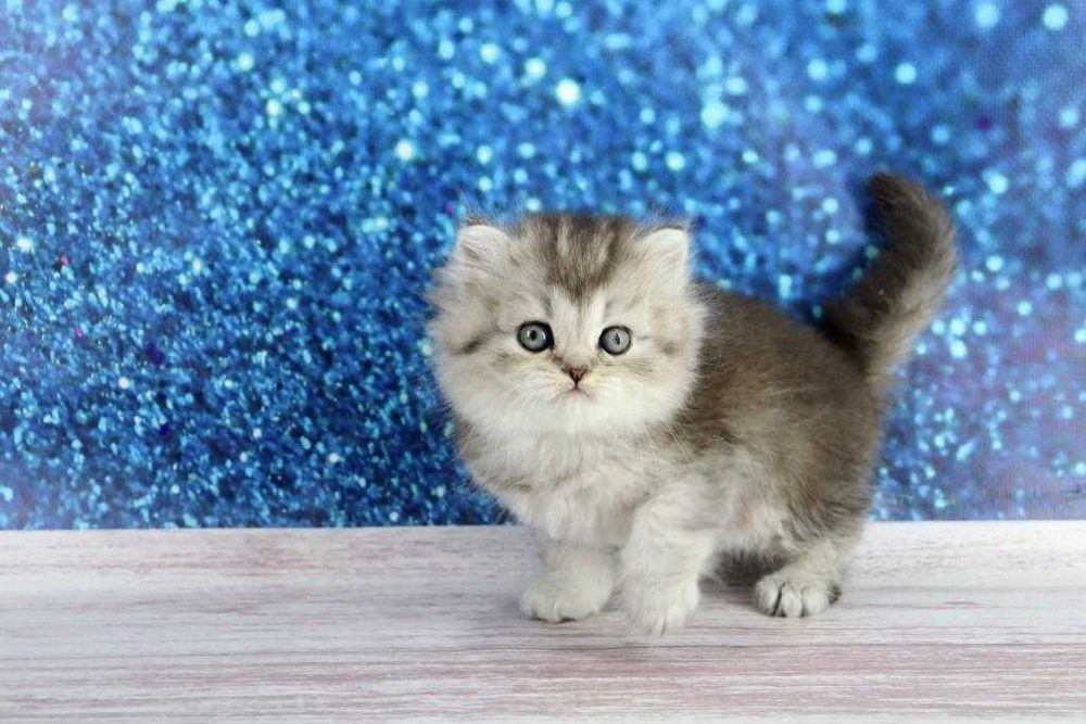 Надзвичайно красивая кішечка