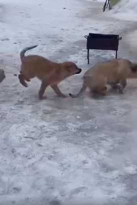 щенки три месяца. привезу