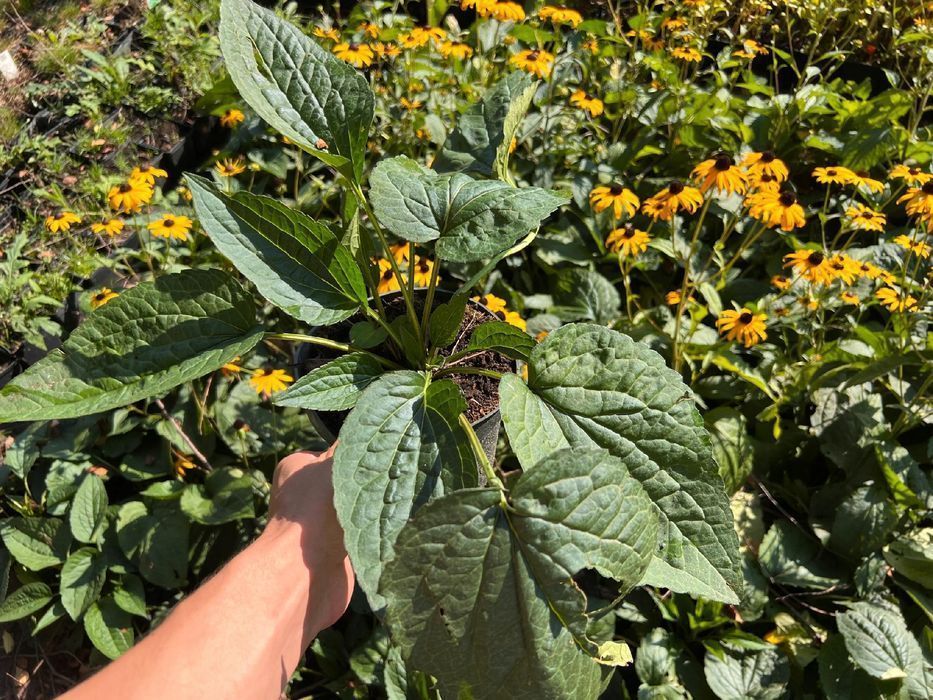 Rudbekia błyskotliwa 'Goldsturm' Złota;  (Rudbeckia fulgida)