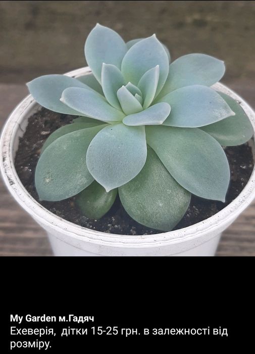 Сукуленти, ехеверія,гастерія,кактус