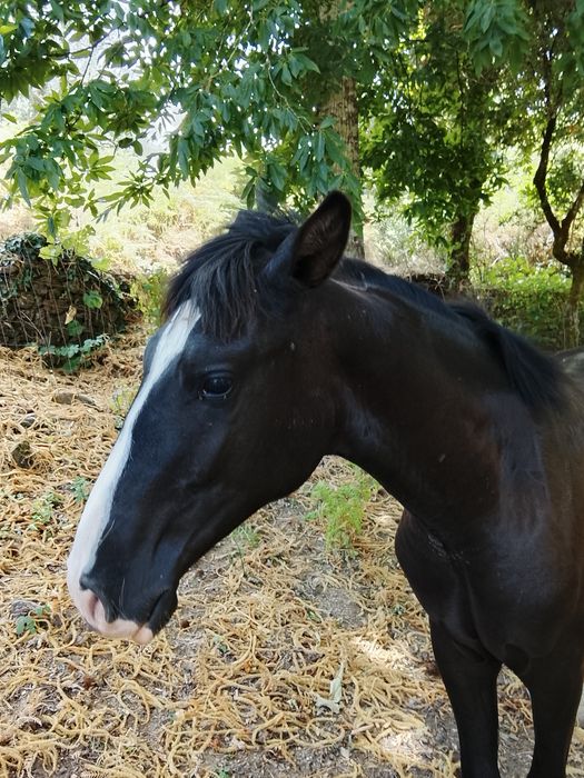 Poldro Lusitano Preto
