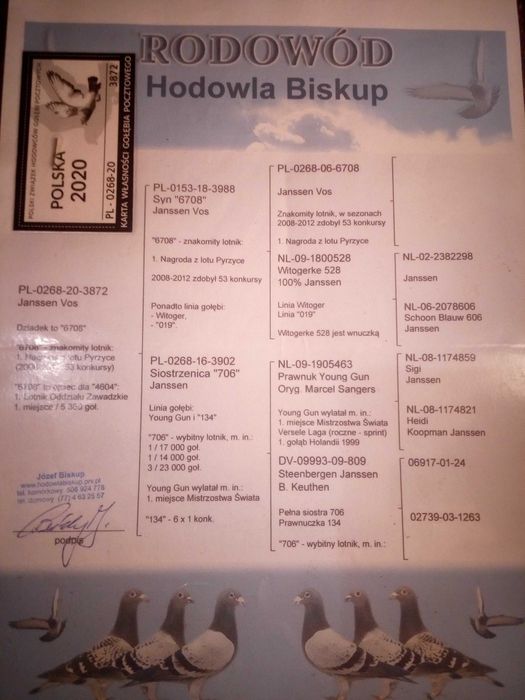 golebie pocztowe Vos x Delbar