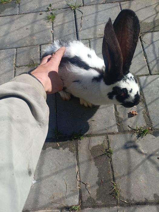Króliki sprzedam
