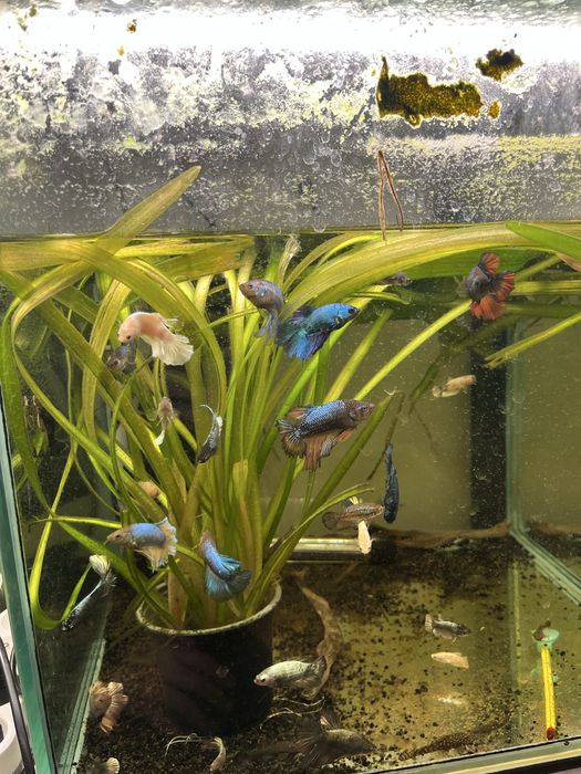 bojownik wspaniały samce, samiec bojownika młode