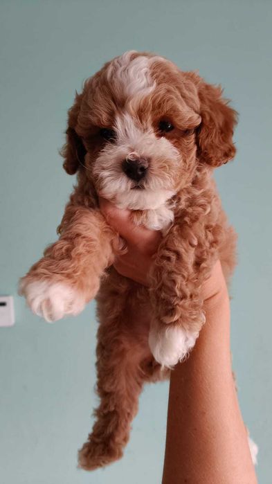 Chłopiec Maltipoo