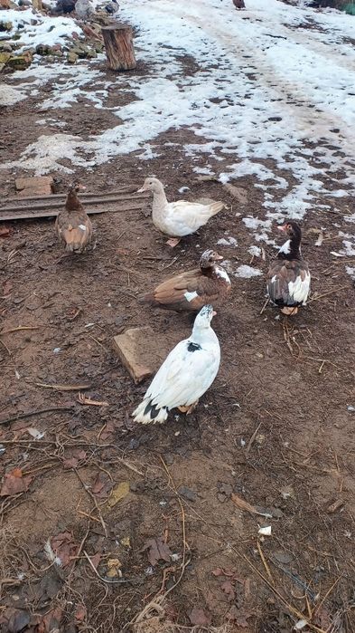 Kaczki francuskie czekoladowe, piżmowe