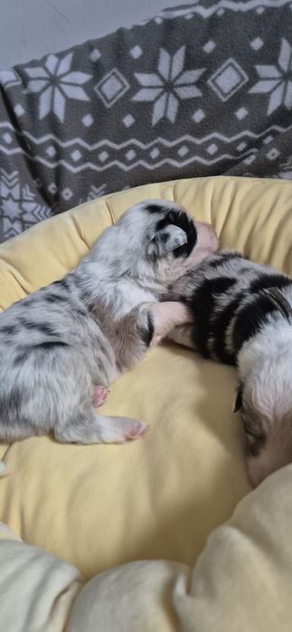 Border collie piesek blue merle