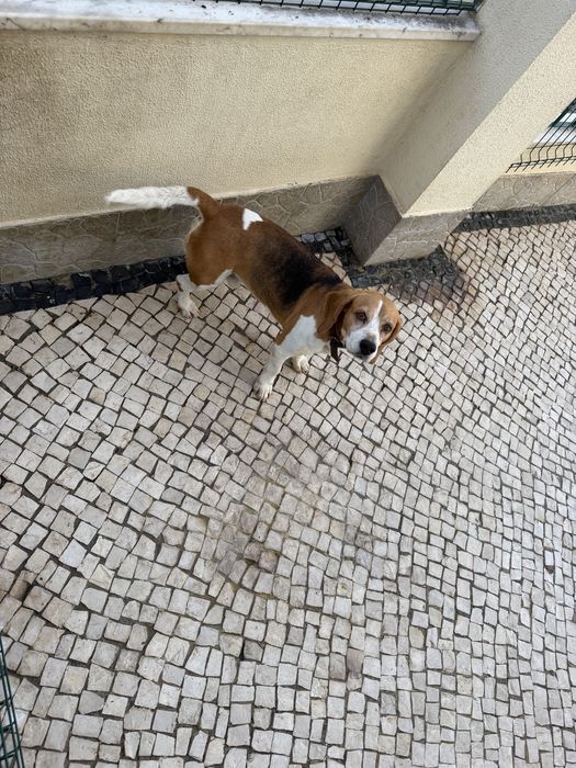Beagle puro tricolor 6 anos para adoção