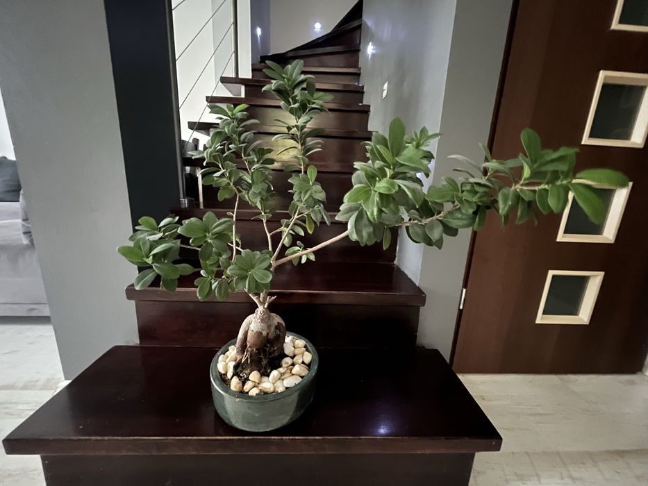 Drzewko typu bonsai - duze