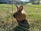 Sprzedam króliki
