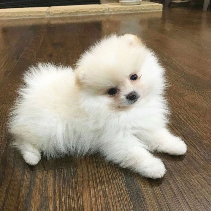 Lulu da pomerania menina