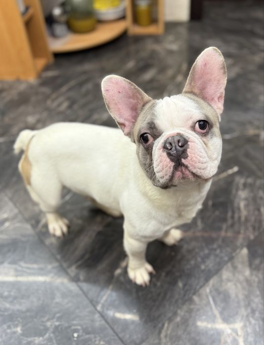 Французький бульдог шукає родину