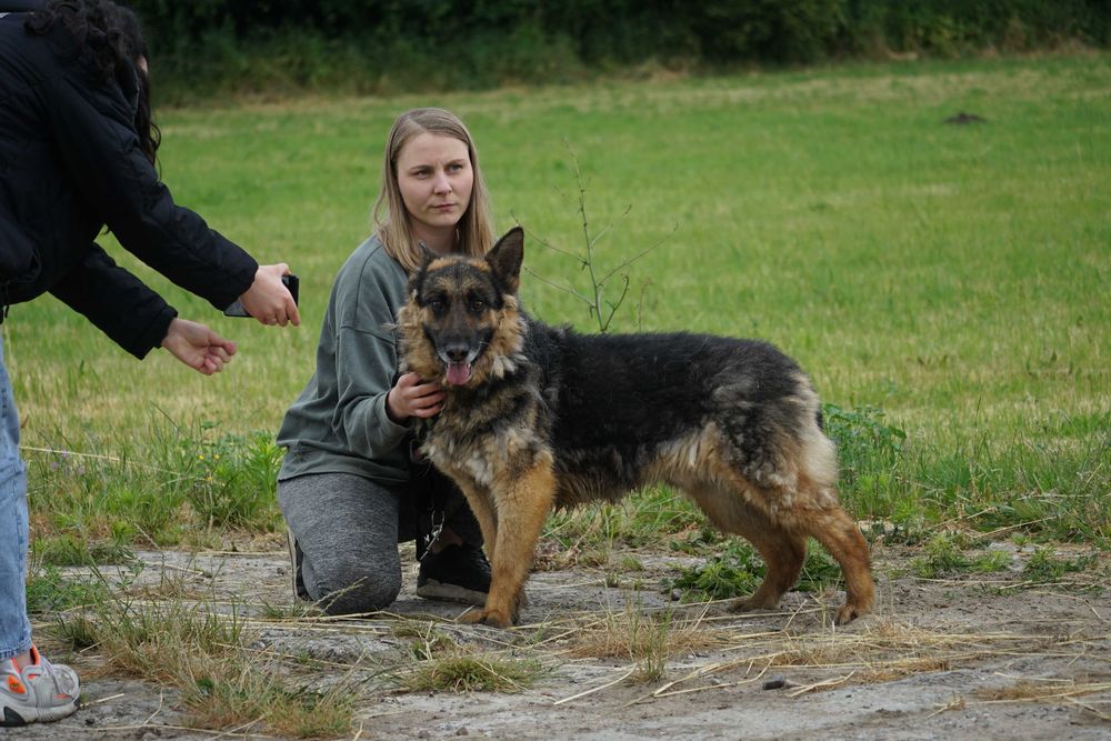 Bosik - psi senior w typie owczarek niemiecki