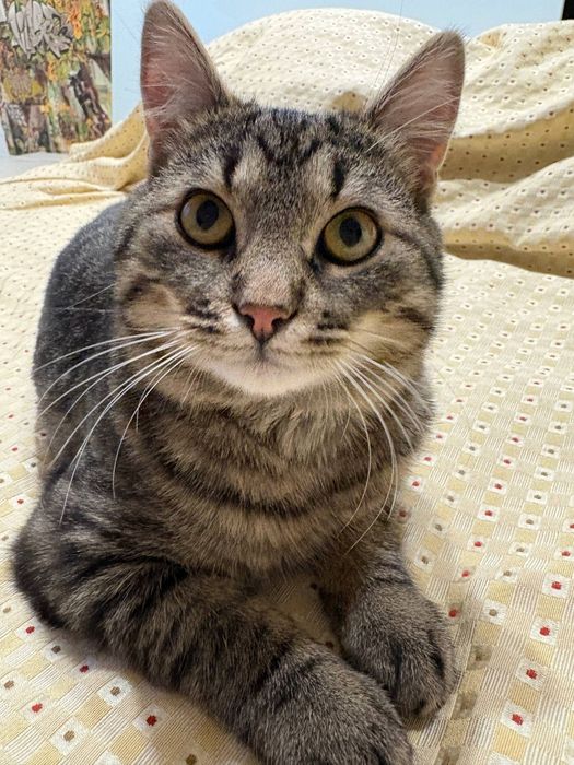 Котик безкоштовно, кiт ,котёнок