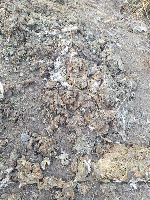 Nawóz kurzy oraz gołębi .