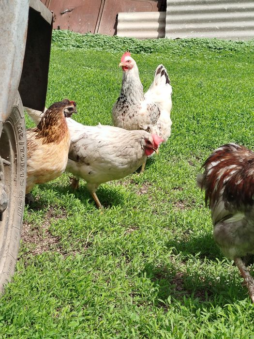 Інкубаційне яйце. Пасхальні кури.