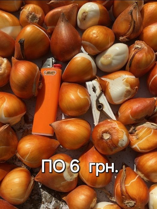 Цибулини тюльпанів/АКЦІЯ!-15%/ тюльпани з Нідерландів