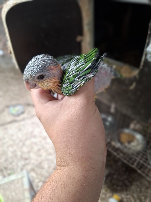 Papagaio-Marianinha Xanthomeria