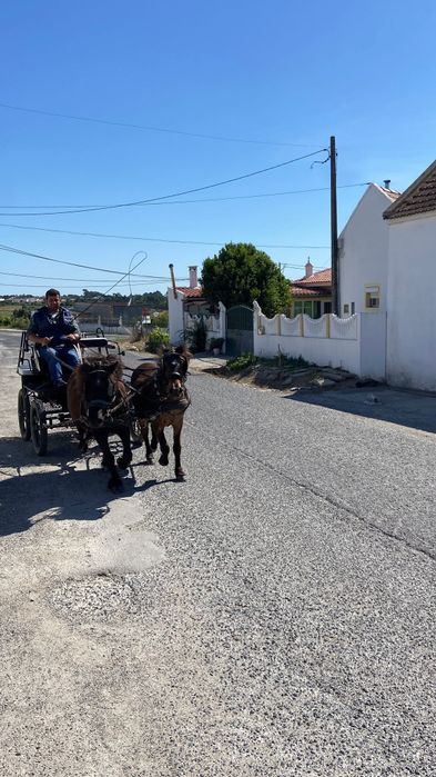 Parelha de pôneis e maratona