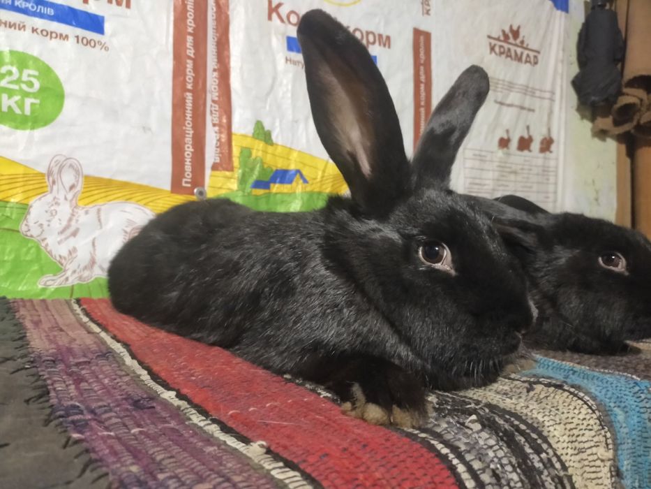 Кролі. Молоді самички німецького строкача