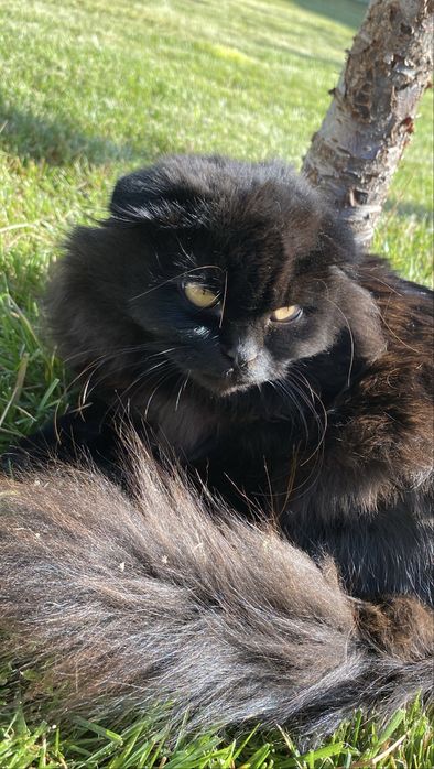 Кошенята скотиш фолд