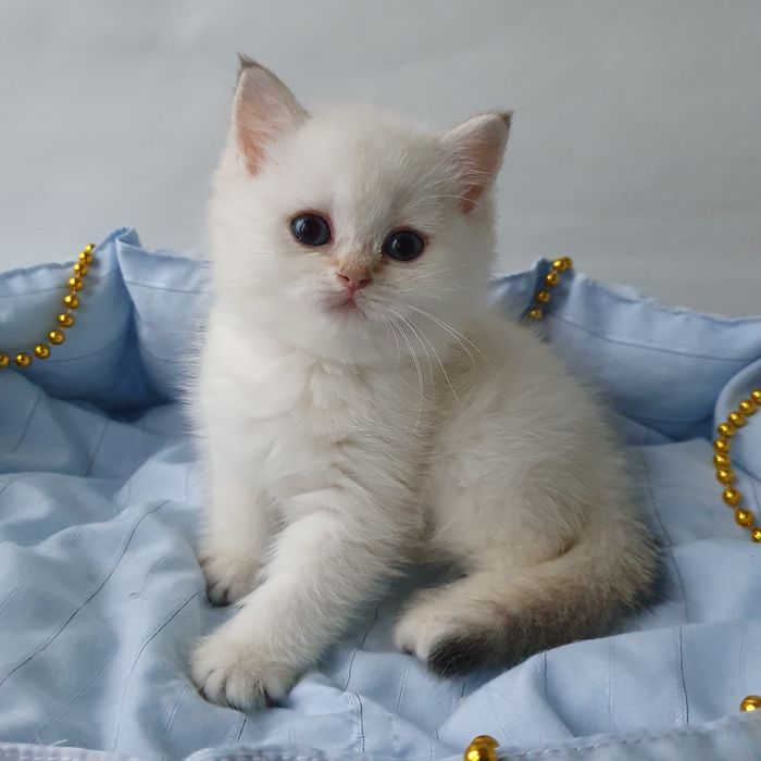 Котики, кошечки, котята. Если в доме нет котодеток тогда в нем скукота