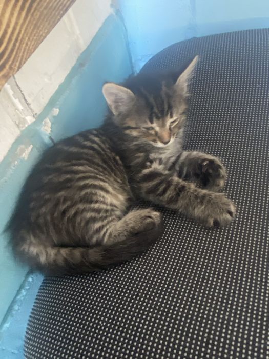 Котята безплатно