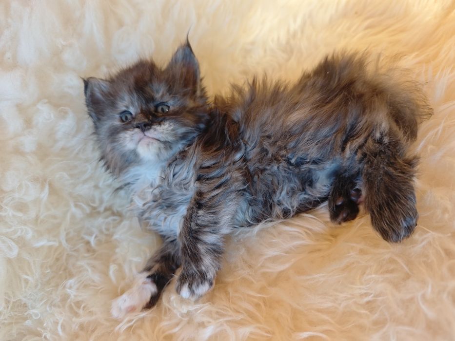 Cudowna kotka Maine Coon