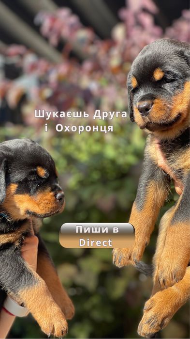 Мрієш мати ротвейлера?