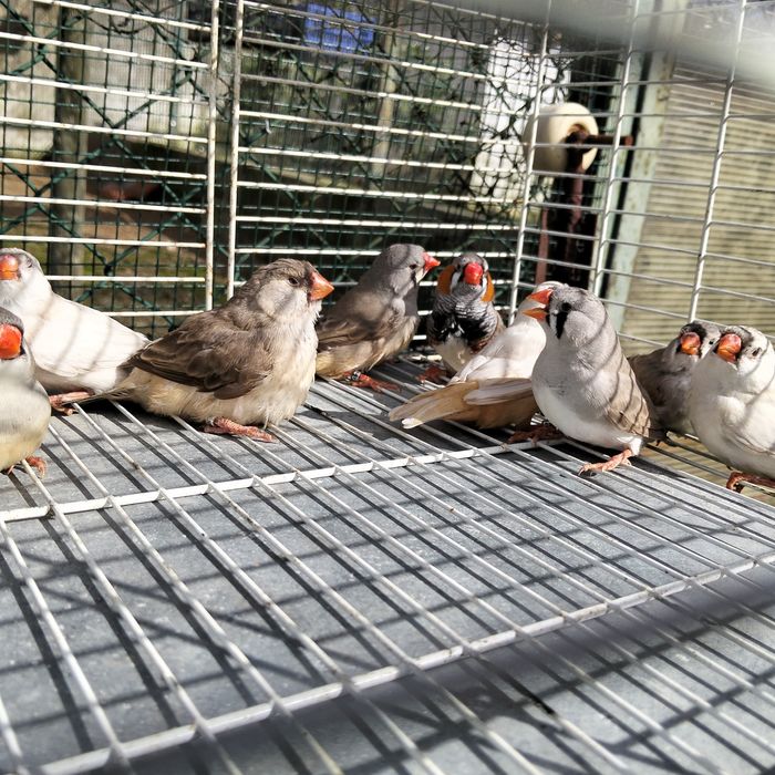 Venda Diamante Mandarins Gigantes