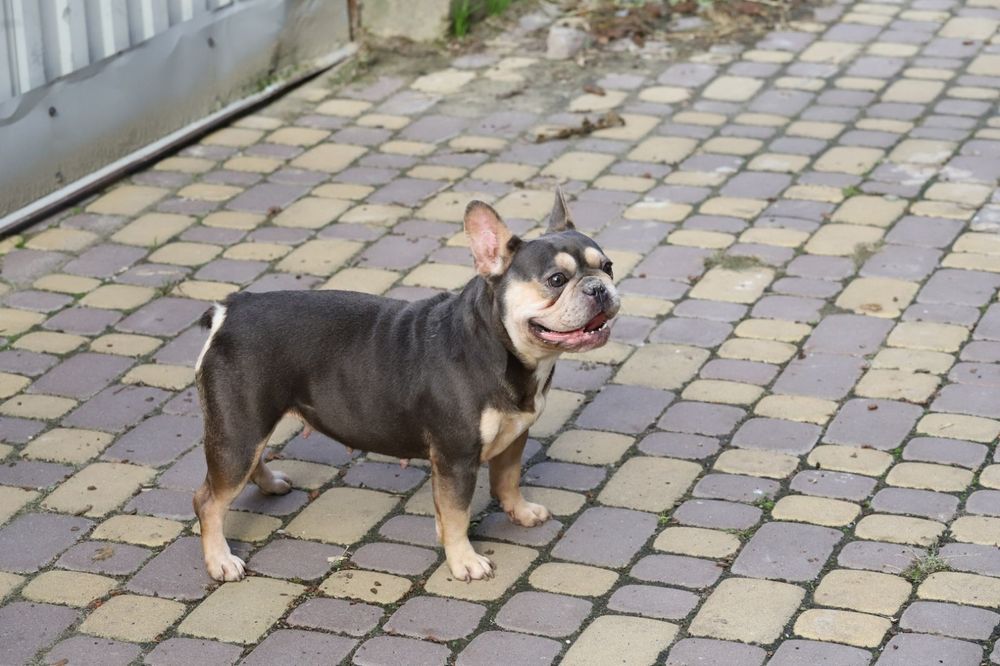 Лилово подпалая девочка французского бульдога