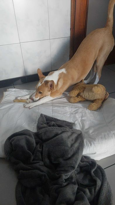 Dou cão raça podengo 1 ano e 4 meses