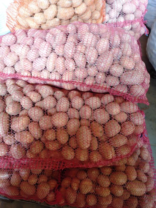 Ziemniaki colomba gala soraya kaliber sadzeniak