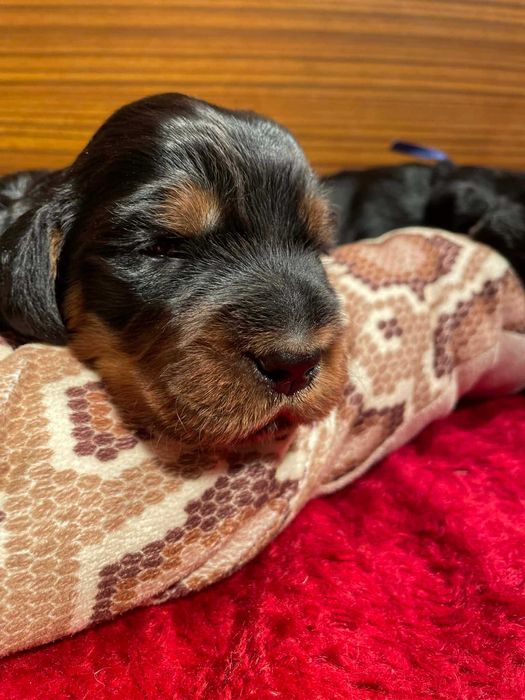 Seter Szkocki Gordon suczka