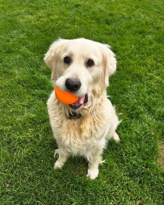 Piesek Golden Retriever szczeniak z dokumentami