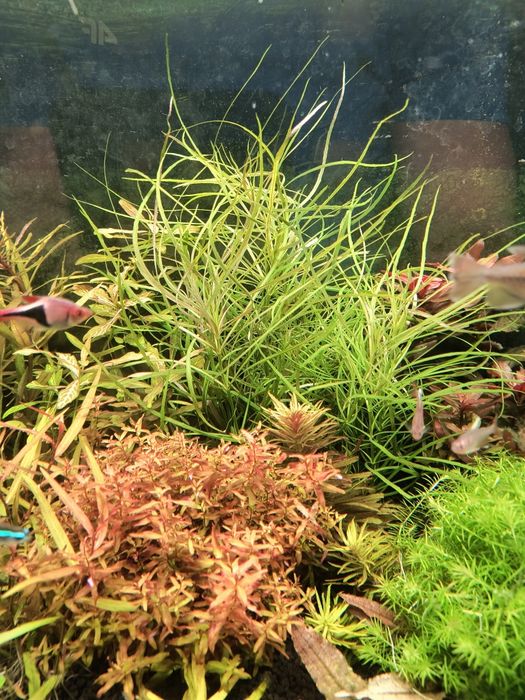 Pogestemon octopus