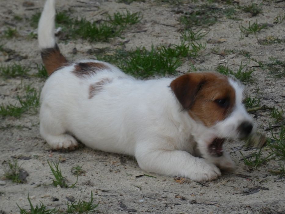 Jack Russell Terrier c/ Pedigree