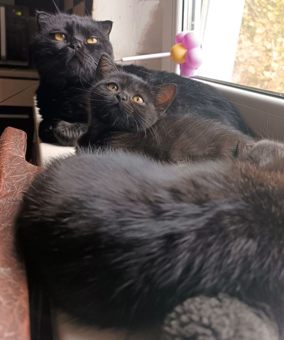 Шотландські кошенята
