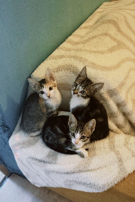 Gatinhos para adoção