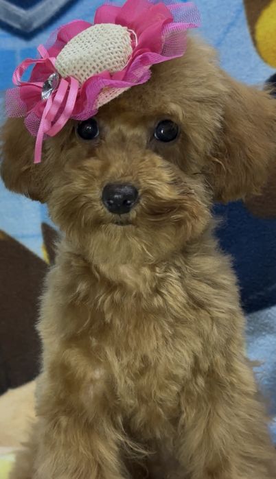 Ну очень милая девчушка,пуделяшка