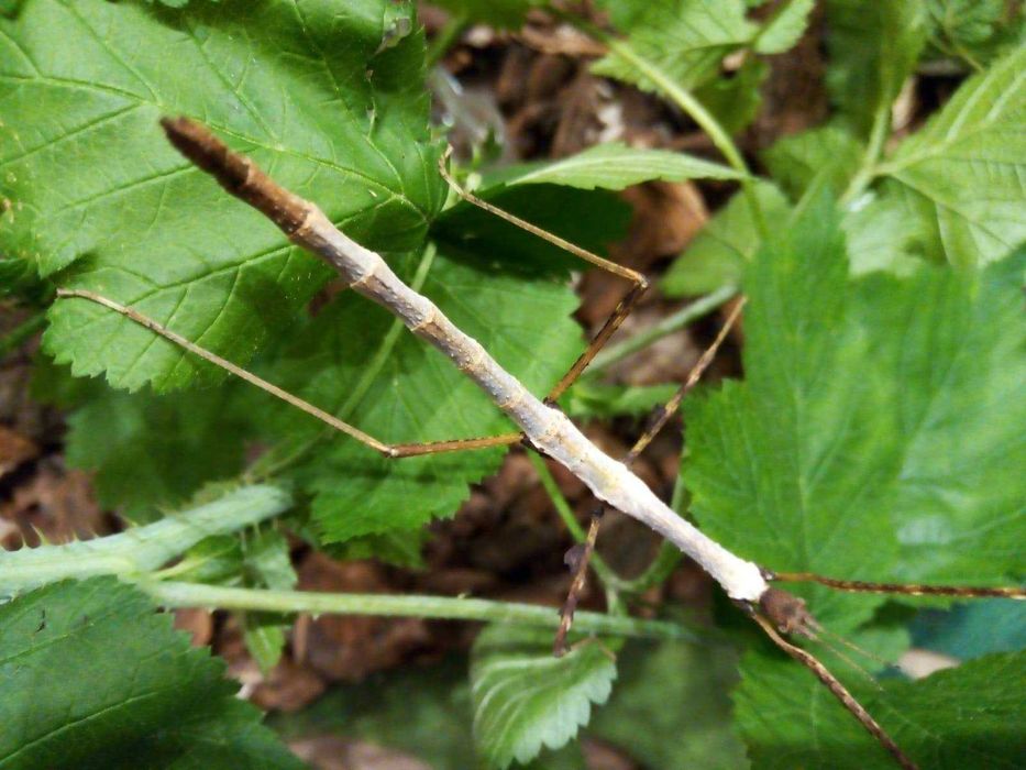 lobofemora scheirei Patyczak