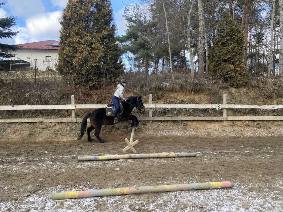 4 letni wałach rasy huculskiej z predyspozycjami do skoków