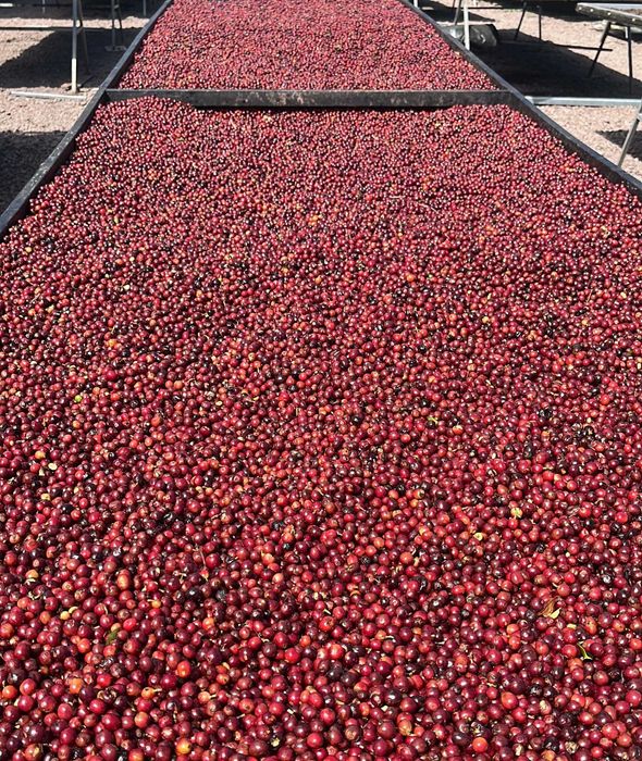 ЕЛІТНА зернова кава 100% фермерська арабіка Бразилія Yellow Arara 1 кг