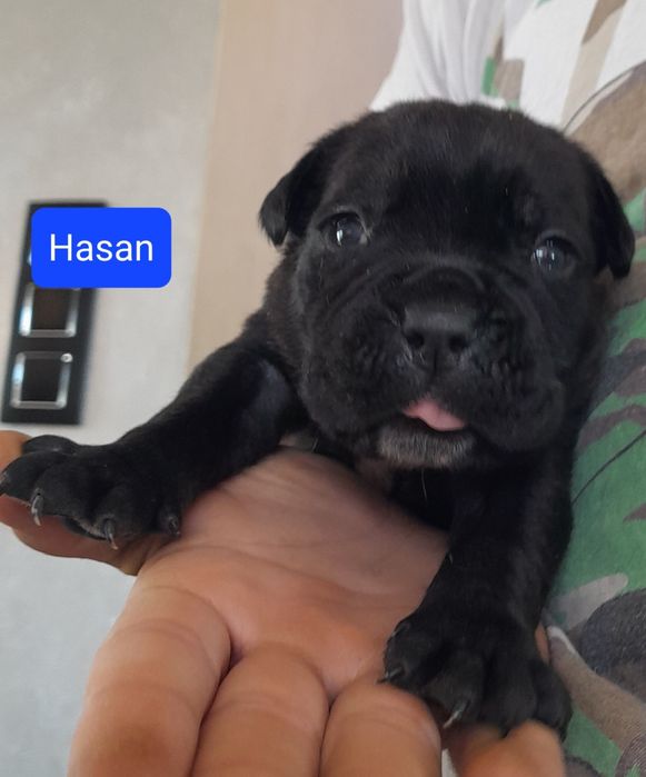 Cane Corso Szczeniak