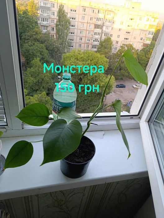 Комнатные растения