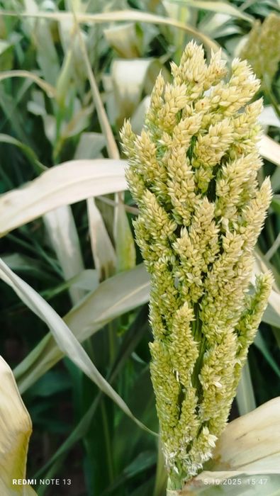 Sprzedam kiszonkę z sorgo