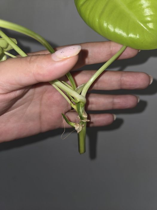 Filodendron burle max variegata