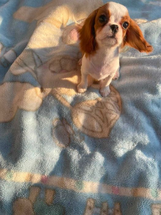 Cavalier King Charles Spaniel*Śliczny piesek
