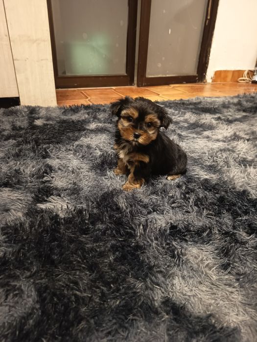 Yorkshire Terrier anão ,vacinado e desparasitados