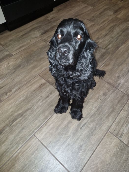 Cocker spaniel za darmo